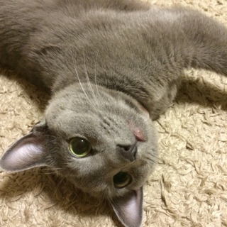 ロシアンブルー 5才♀