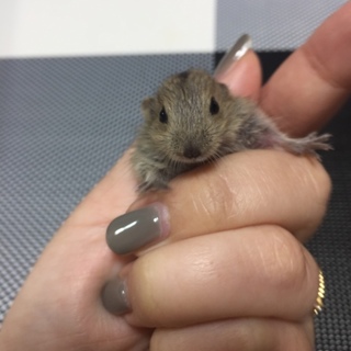 ステップレミング