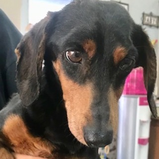 ダックス　男の子