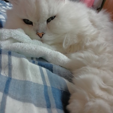 お母さん、僕が癒やしてあげる。。=^_^=