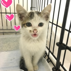 これまた可愛いにひきめ登場！