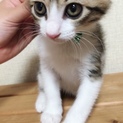 ＊縞三毛＊ ともみちゃん(仮名)