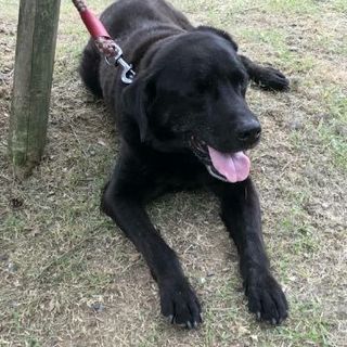黒ラブラド－ルのラブ君の里親募集★岐阜市～