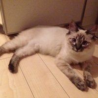 しゅしゅ