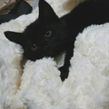 黒猫女の子二か月=^_^=