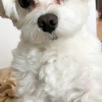 ぽんた