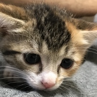 ふう