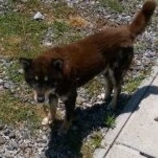 黒柴の金君の里親募集★岐阜～