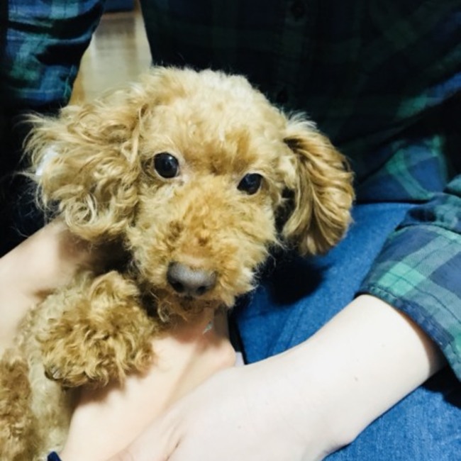 miho0210のカバー写真