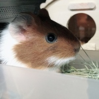 モル