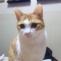 甘えん坊な小柄なメス猫。多頭飼育不向きのため募集。