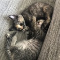 人懐こい可愛い子猫です。
