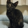 美サビ猫♪マズルカ　2ヶ月半