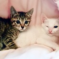 6週間 美猫兄妹