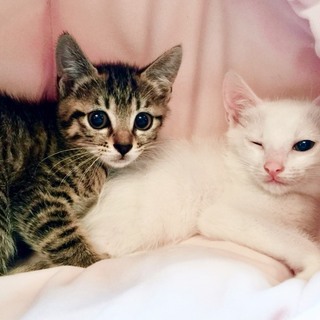 6週間 美猫兄妹