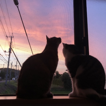 きれいな夕焼けでした