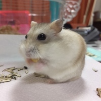 ティアラ
