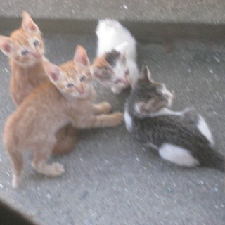 有難う御座いました2匹の里親様が決まりました♡