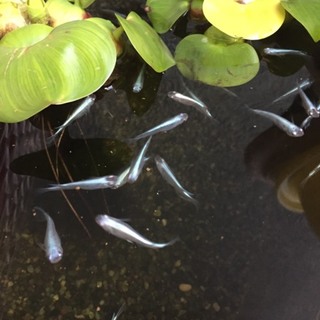メダカ差し上げます。