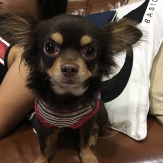 しっぽフリフリシャンシャン