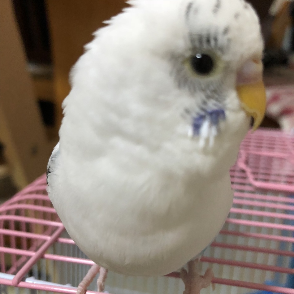 ぷるのカバー写真
