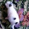 生後10日前後に保護した白い仔猫♂コロちゃん サムネイル5
