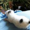 生後10日前後に保護した白い仔猫♂コロちゃん サムネイル6