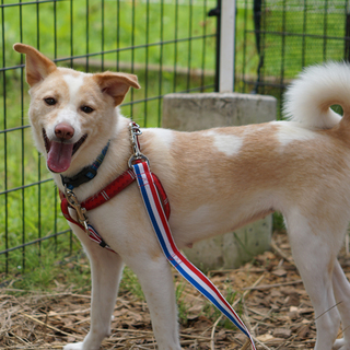 鉾田多頭崩壊70ワン　ニコ【募集停止】