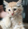 長毛子猫ちゃん⭐️