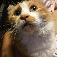 りん