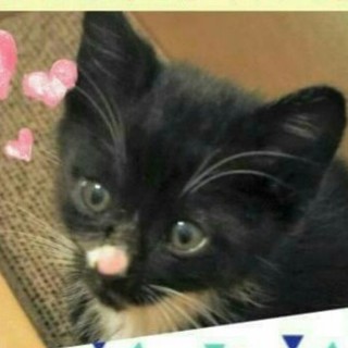 黒白ハナちゃん