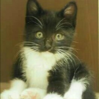 白黒ブチのイケメン君