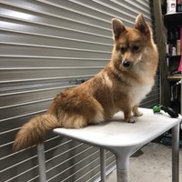 LUCCI