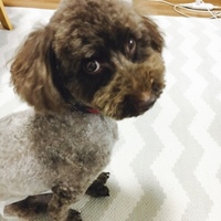 チョコ