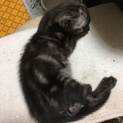 黒猫♀黒アメショ　生後2ヶ月