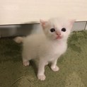 美人な白猫の子猫ちゃんです
