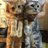 ますだやな