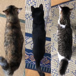 「体重測定」サムネイル1