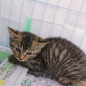 可愛いキジトラ