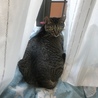 あかい首輪をしています
