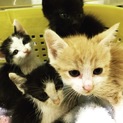 つぶらな瞳かわいい仔猫4匹　4週目 