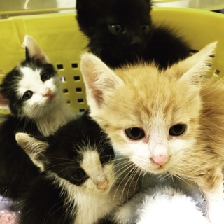 つぶらな瞳かわいい仔猫4匹　4週目 