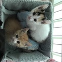 人が大好き！可愛い子猫2兄弟 