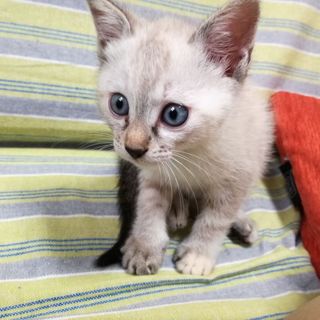 かわいいしろねこのこむぎちゃん♪