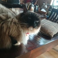 ちょこ