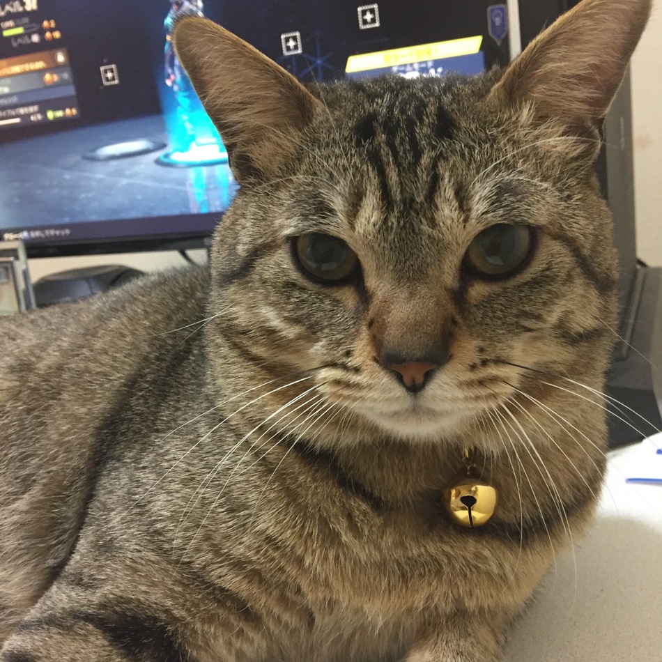 ライトのカバー写真