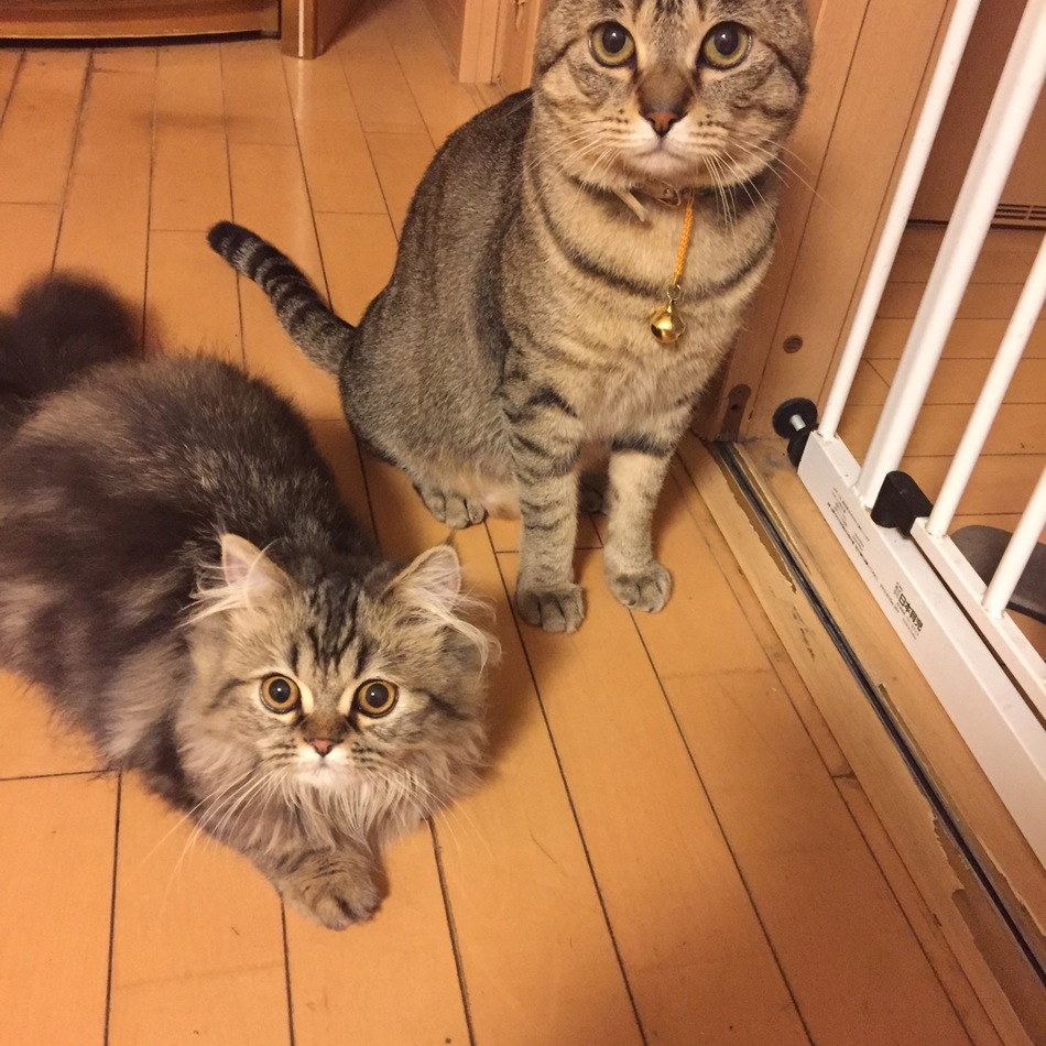 ライムのカバー写真