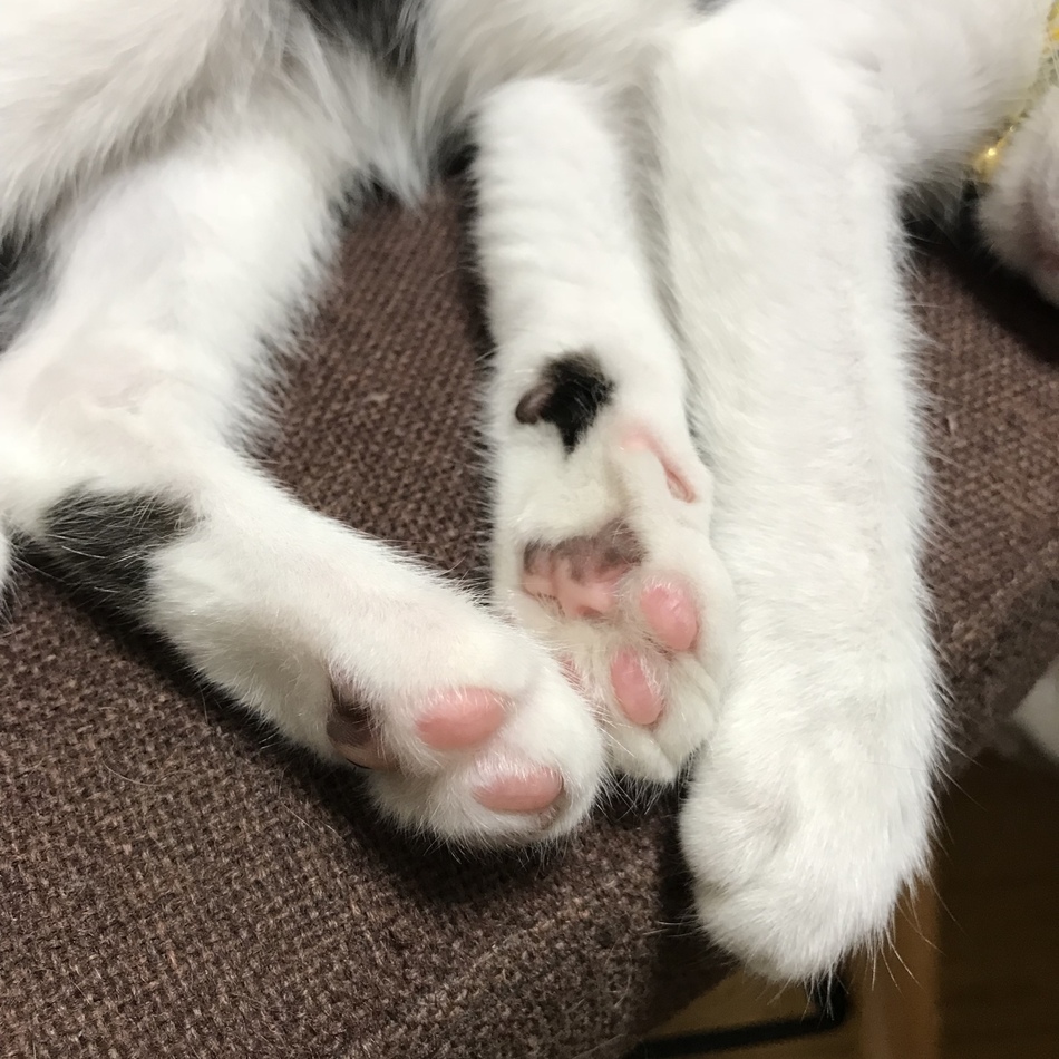 鶴子のカバー写真