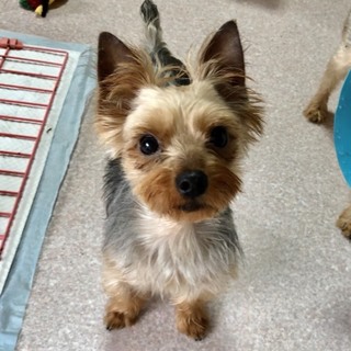 壬生（みぶ）穏やかな子です。♂