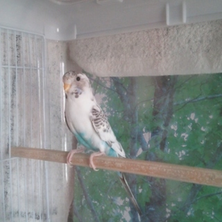 可愛がって頂ける方を募集します